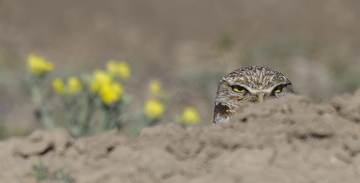 Burrowing Owl - ML616515371