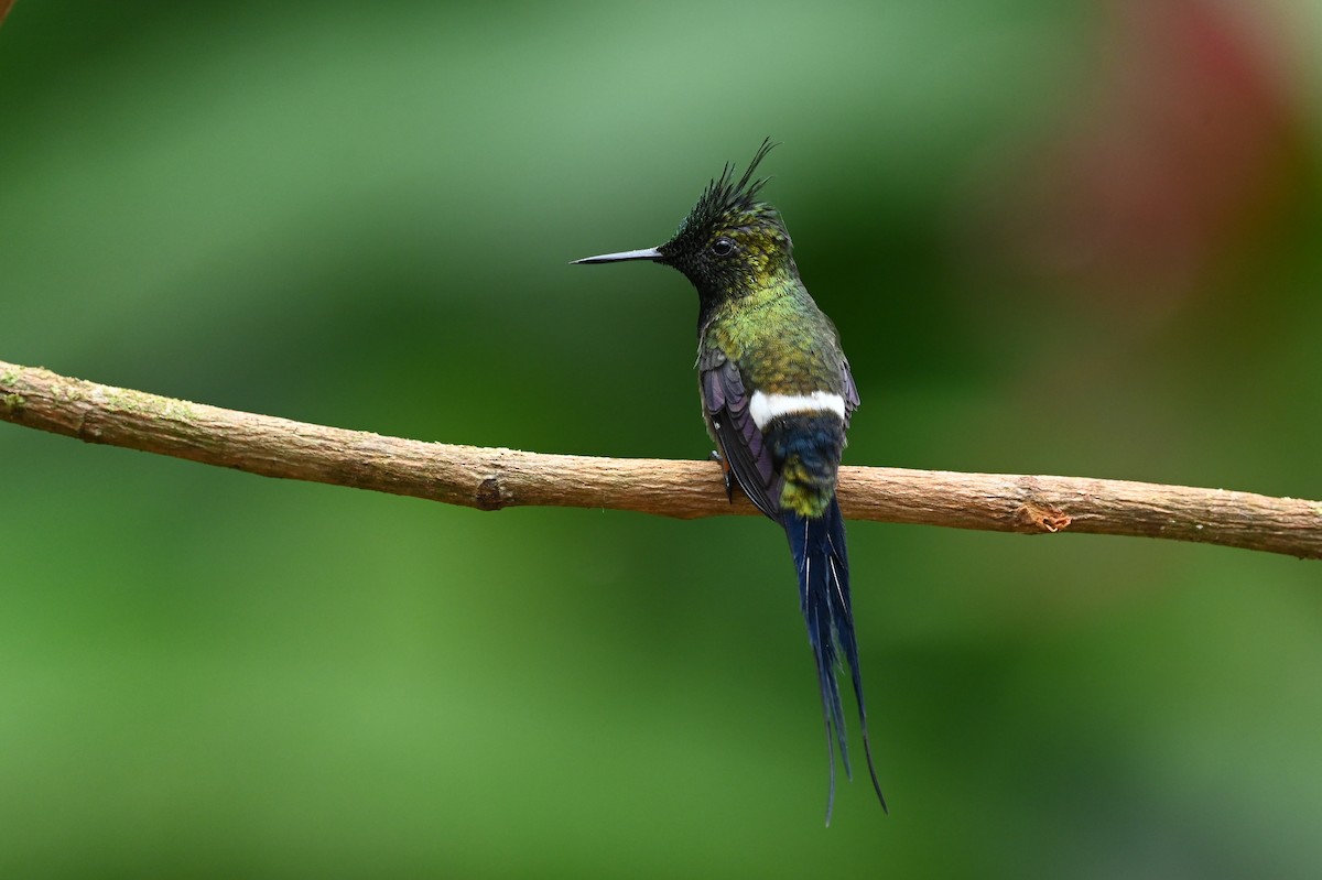 Wire-crested Thorntail - ML616515405