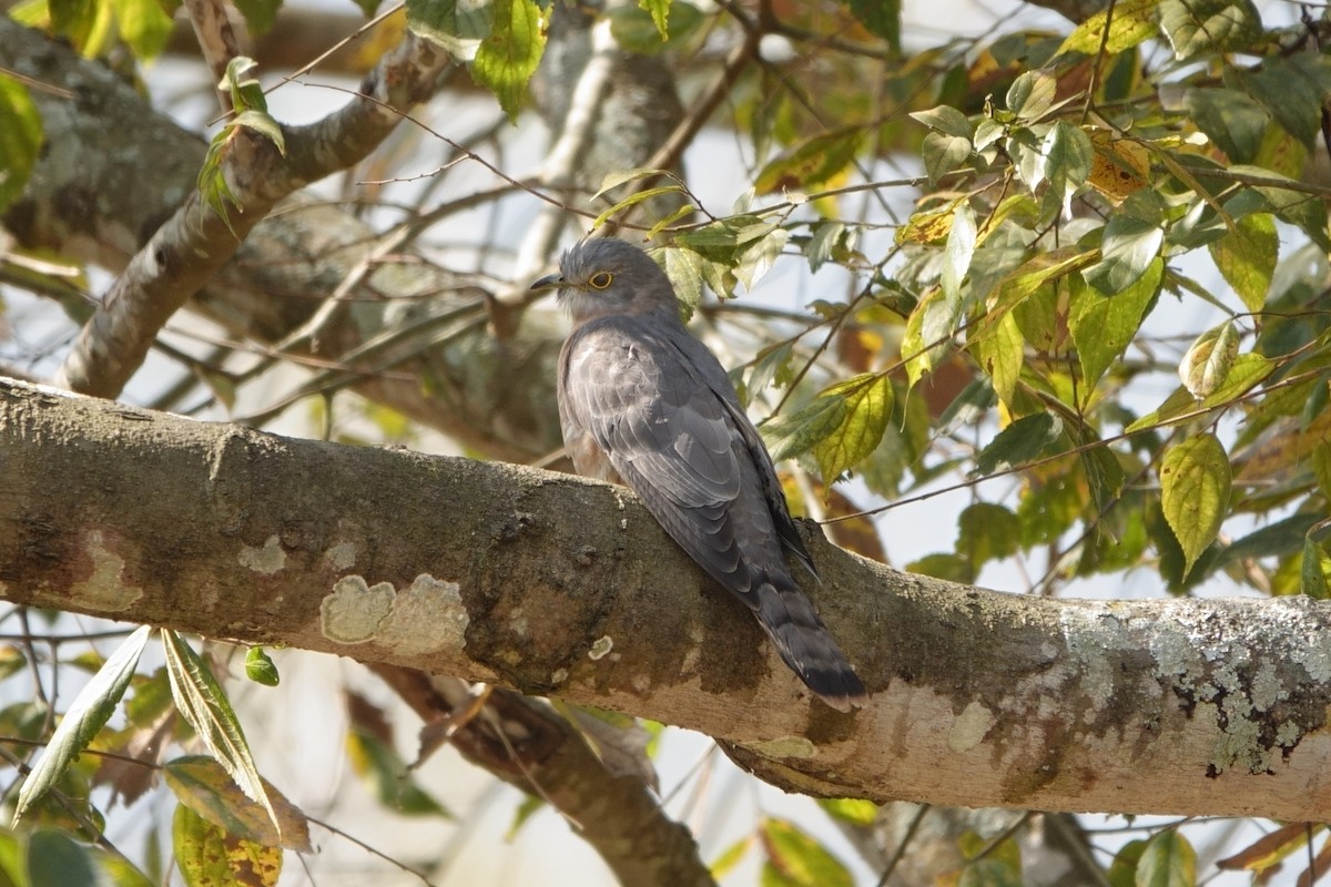 Common Hawk-Cuckoo - Paul Holmes