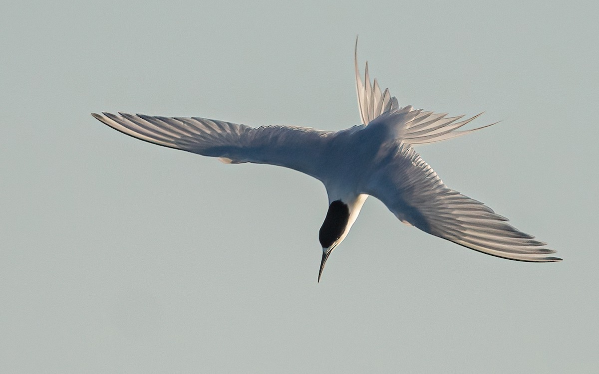White-fronted Tern - ML616515488