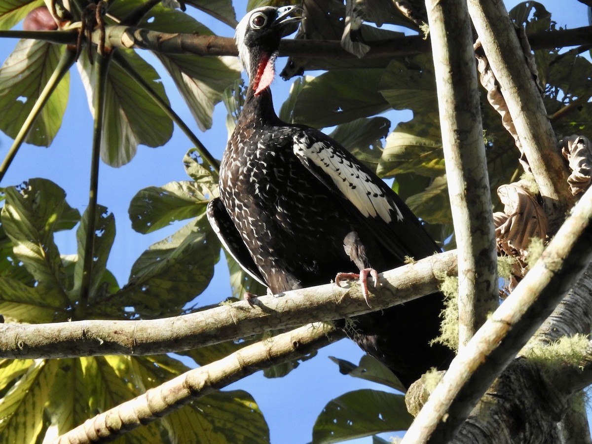 Black-fronted Piping-Guan - ML616515493