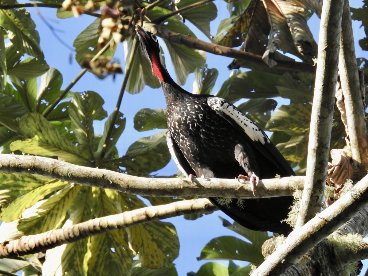 Black-fronted Piping-Guan - Nick Odio