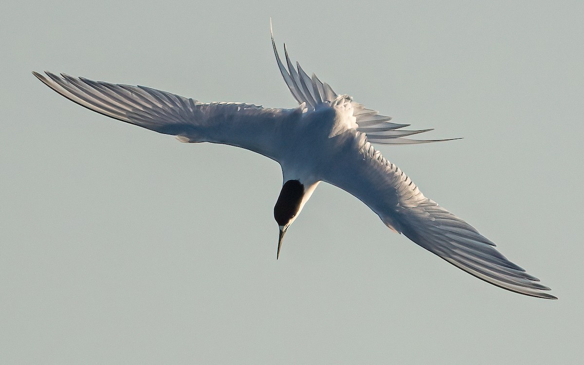 White-fronted Tern - ML616515495