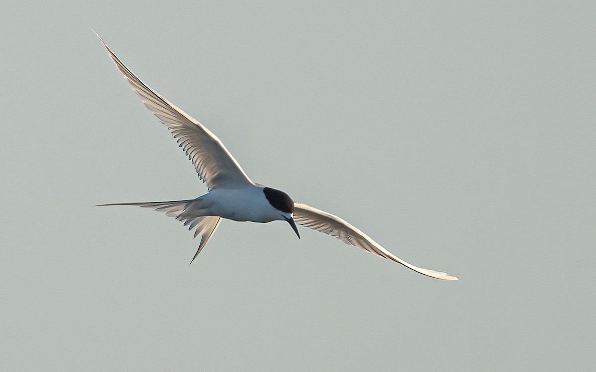 White-fronted Tern - ML616515497