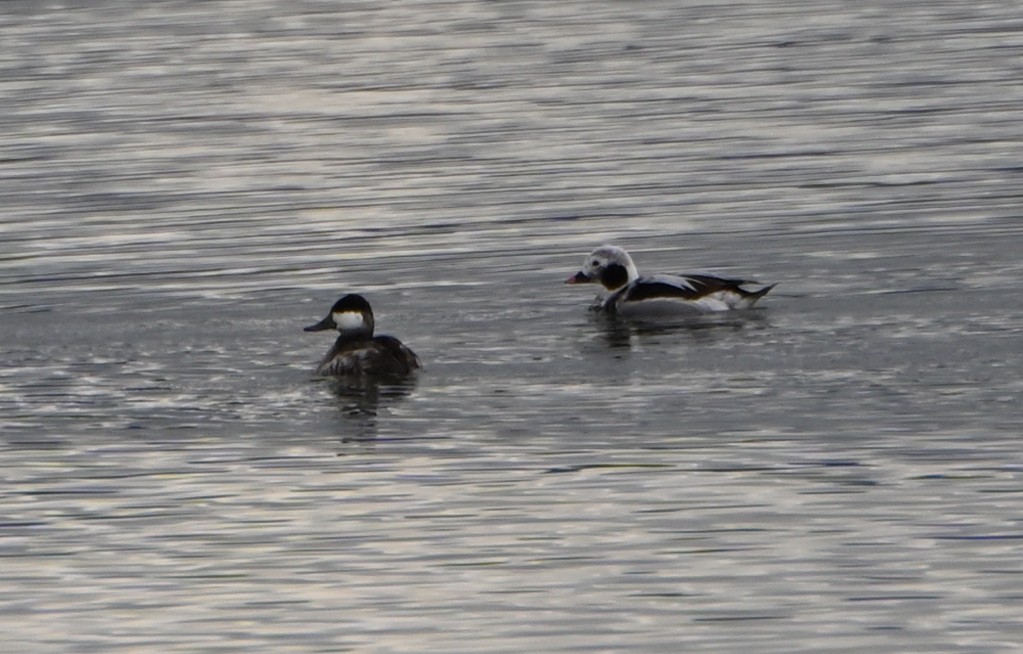 Long-tailed Duck - ML616515633