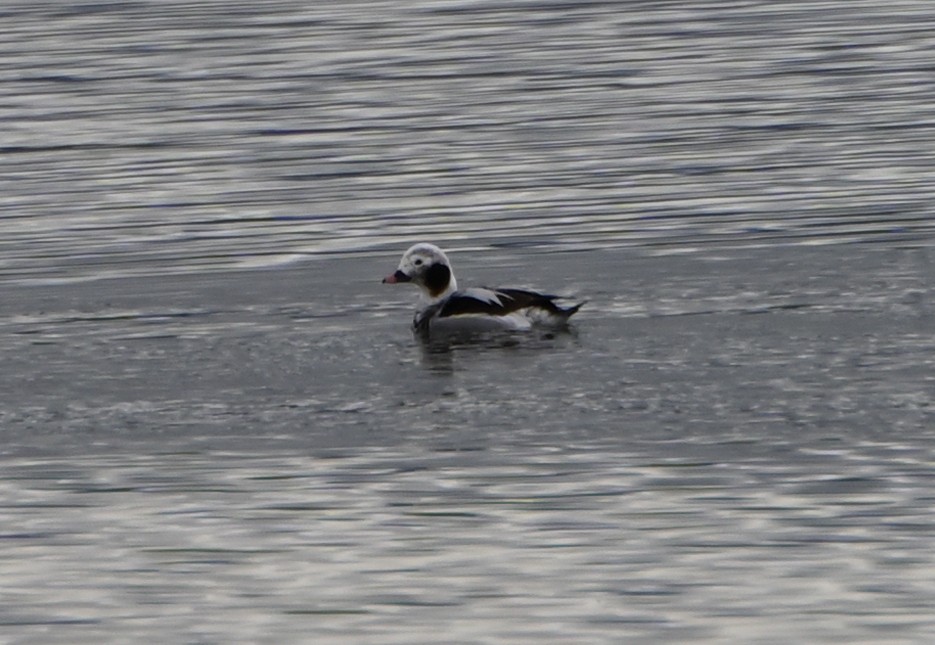 Long-tailed Duck - ML616515634