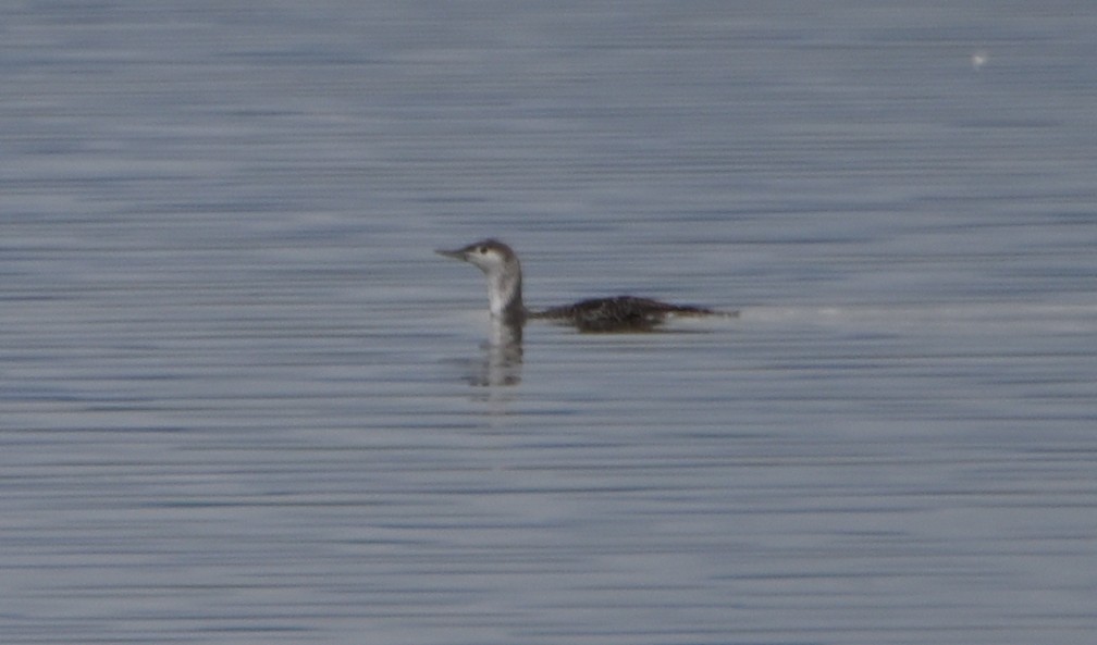 Red-throated Loon - ML616515654