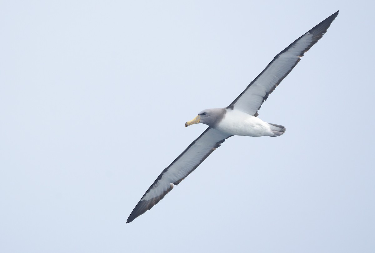 Chatham Albatross - ML616515711