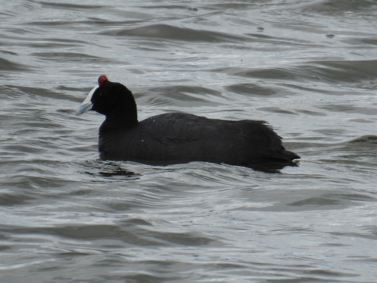 Red-knobbed Coot - ML616515723