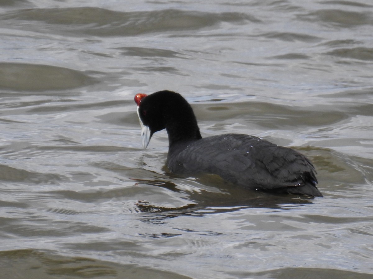 Red-knobbed Coot - ML616515727