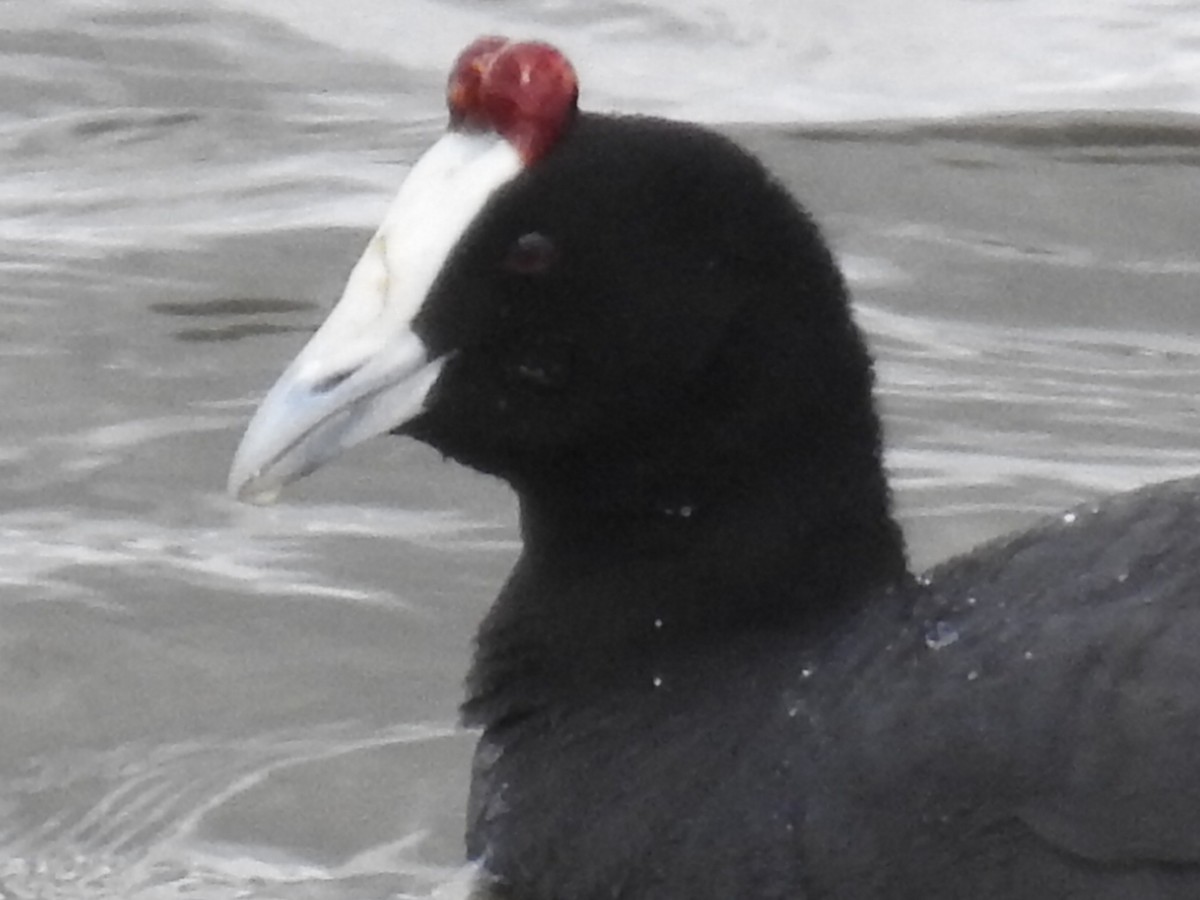 Red-knobbed Coot - ML616515735