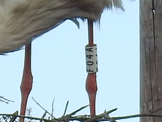 White Stork - ML616515760