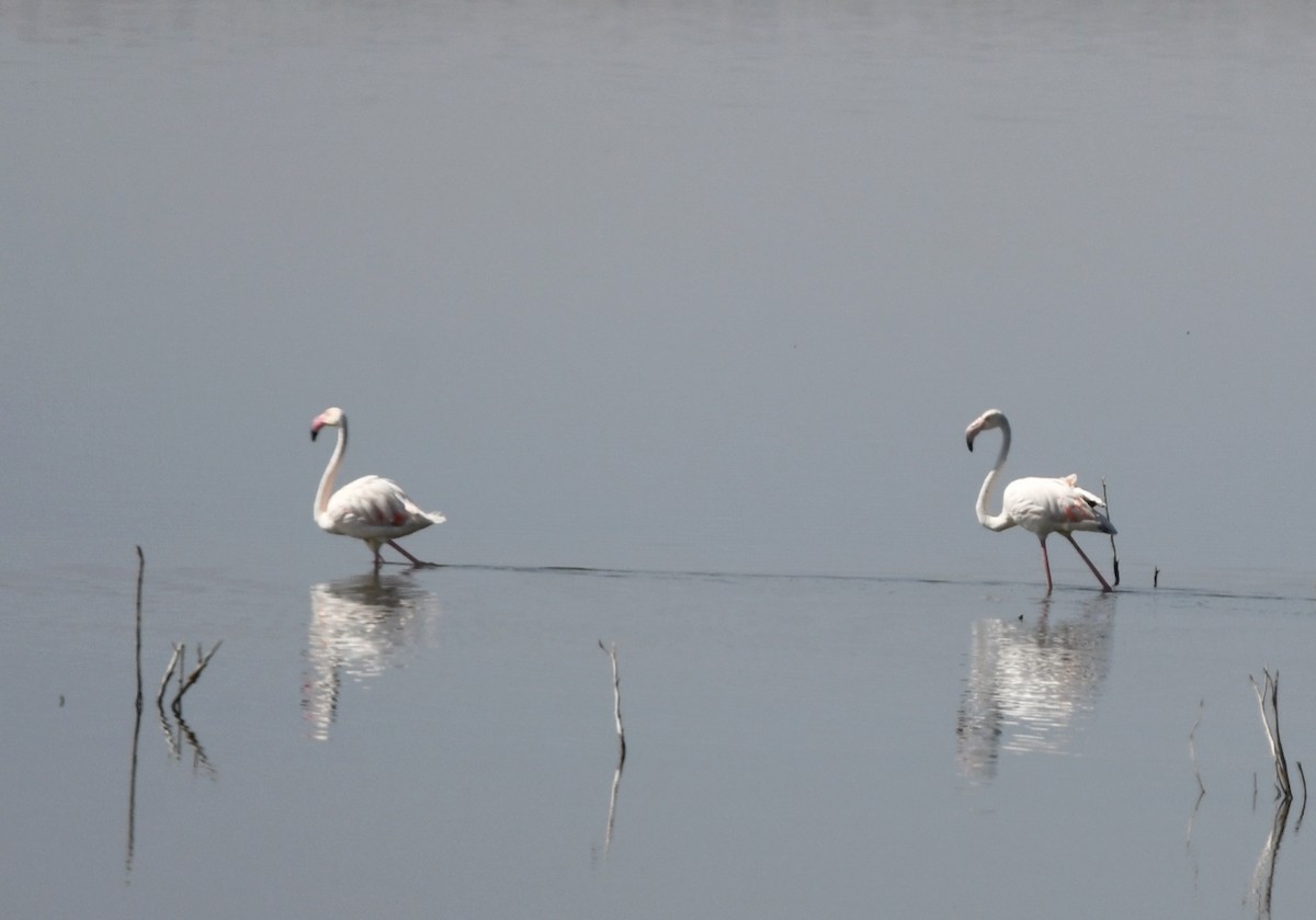 Greater Flamingo - Vahid Ashrafi