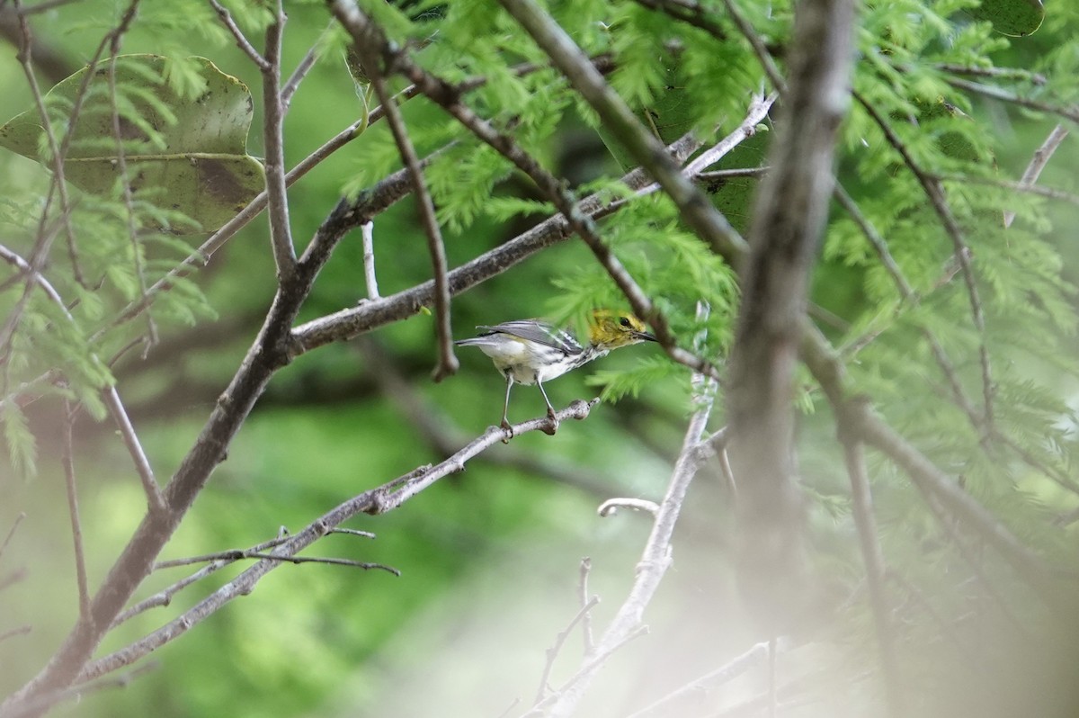 Black-throated Green Warbler - ML616515785