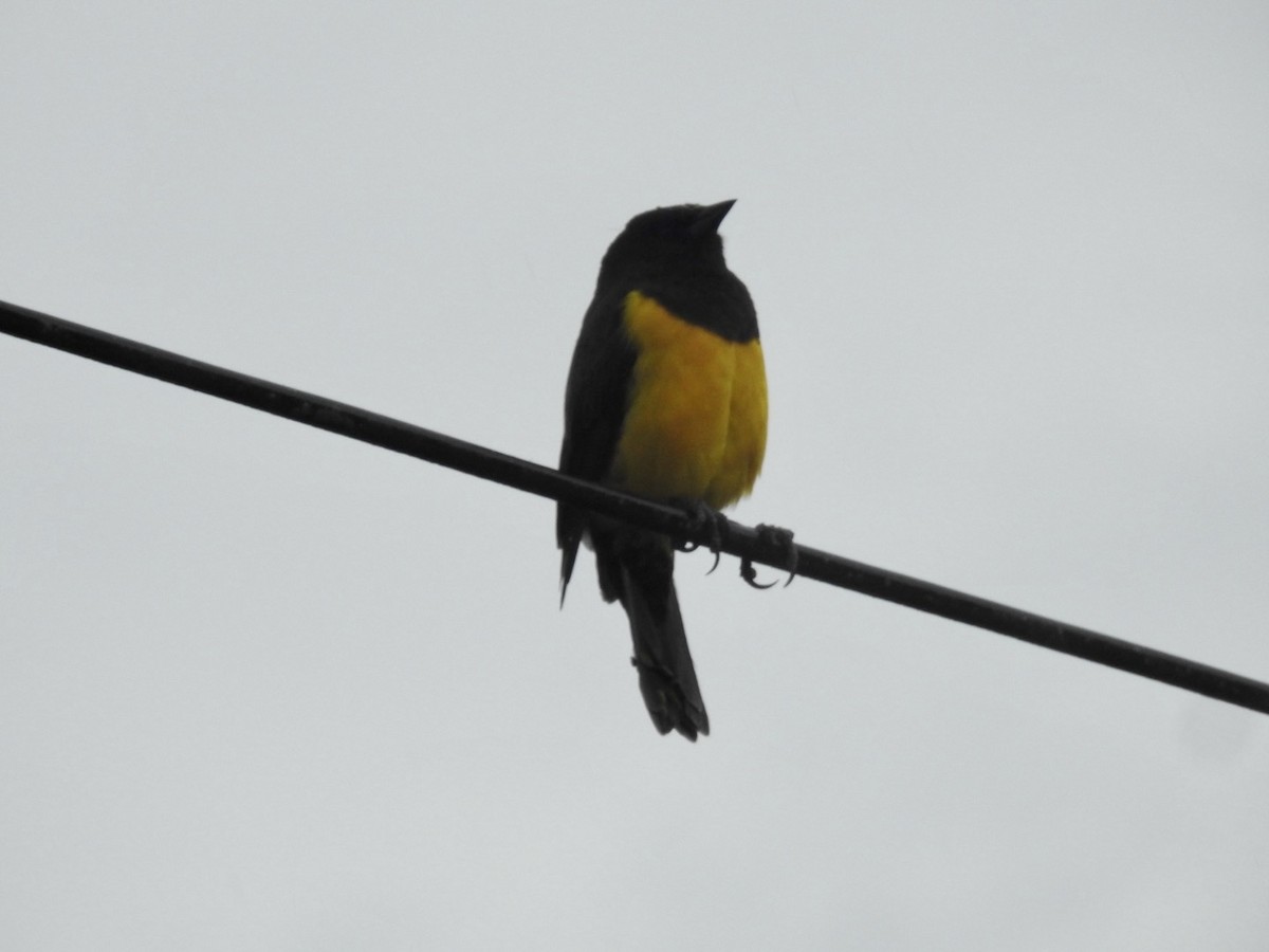 Yellow-rumped Marshbird - Nick Odio