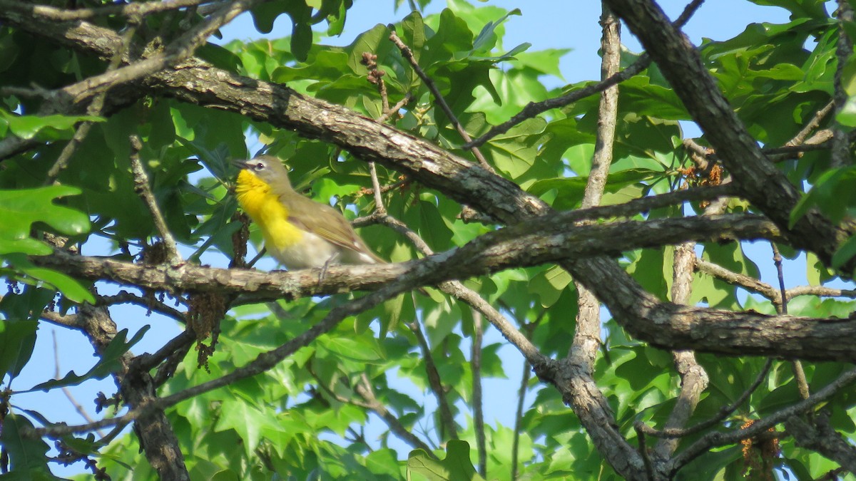 Yellow-breasted Chat - ML616515933