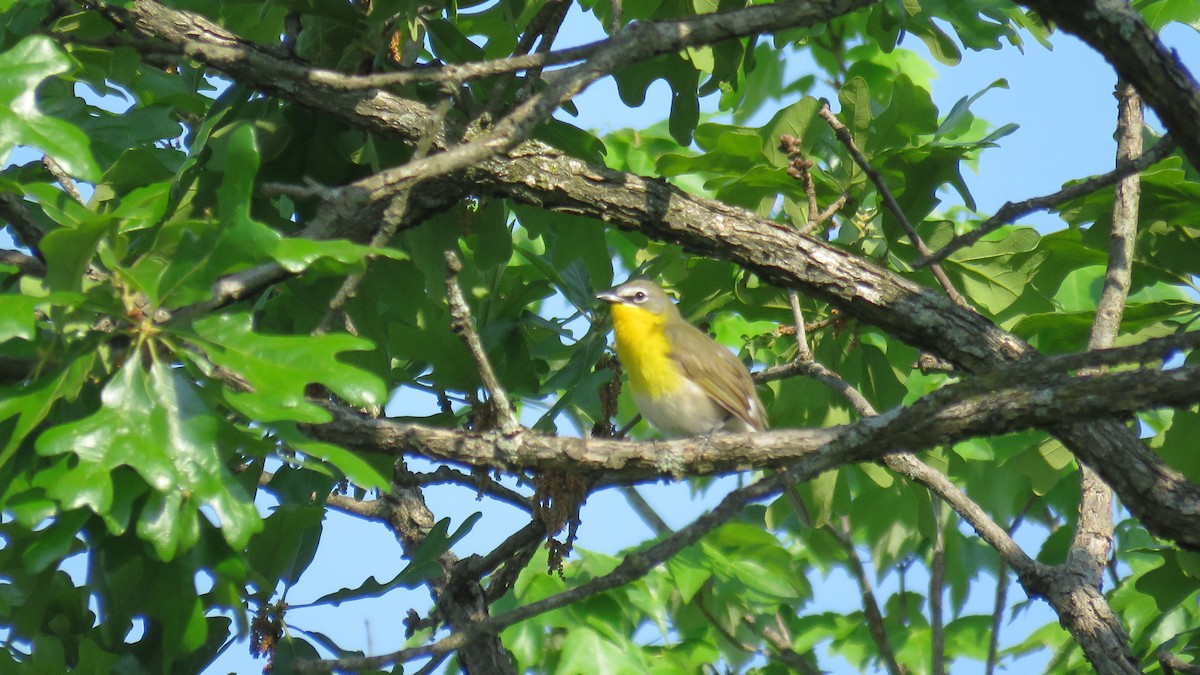 Yellow-breasted Chat - ML616515940