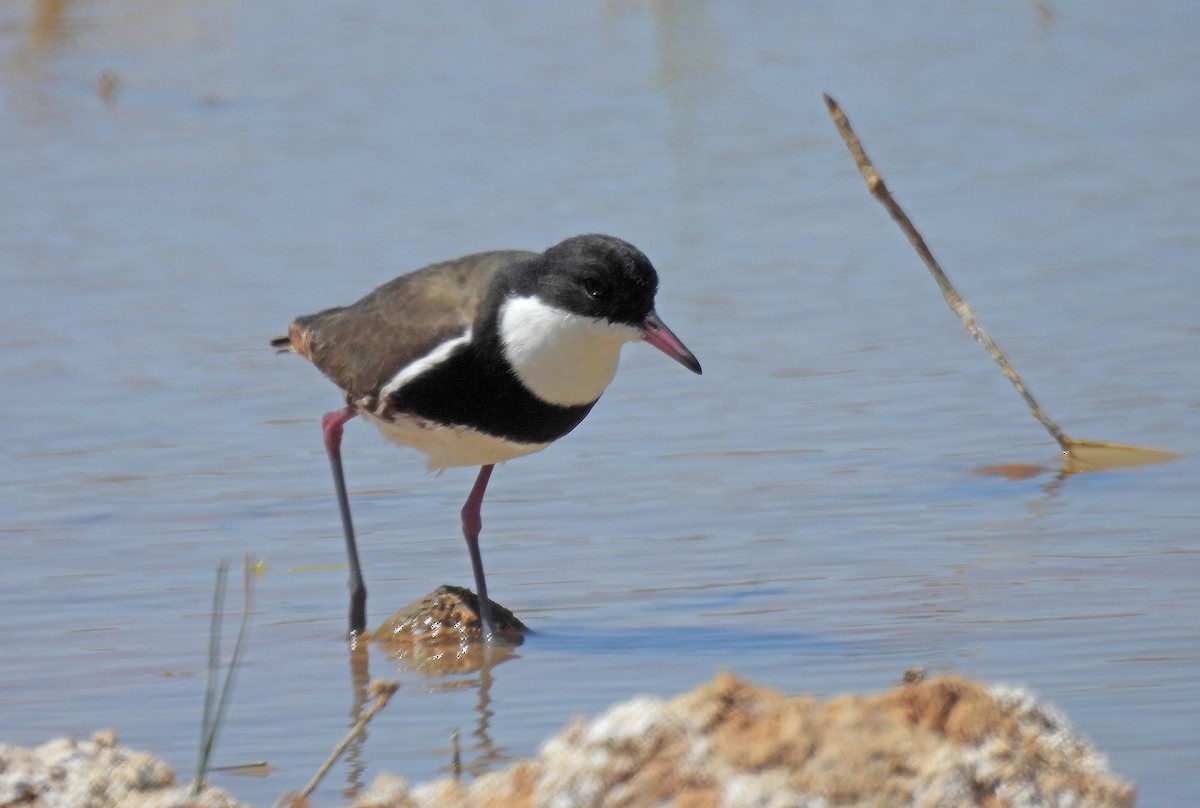 Red-kneed Dotterel - ML616515946