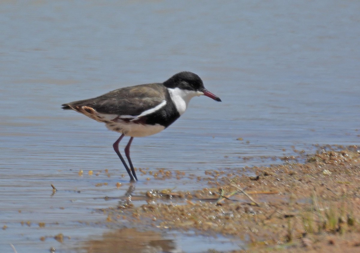 Red-kneed Dotterel - ML616515947