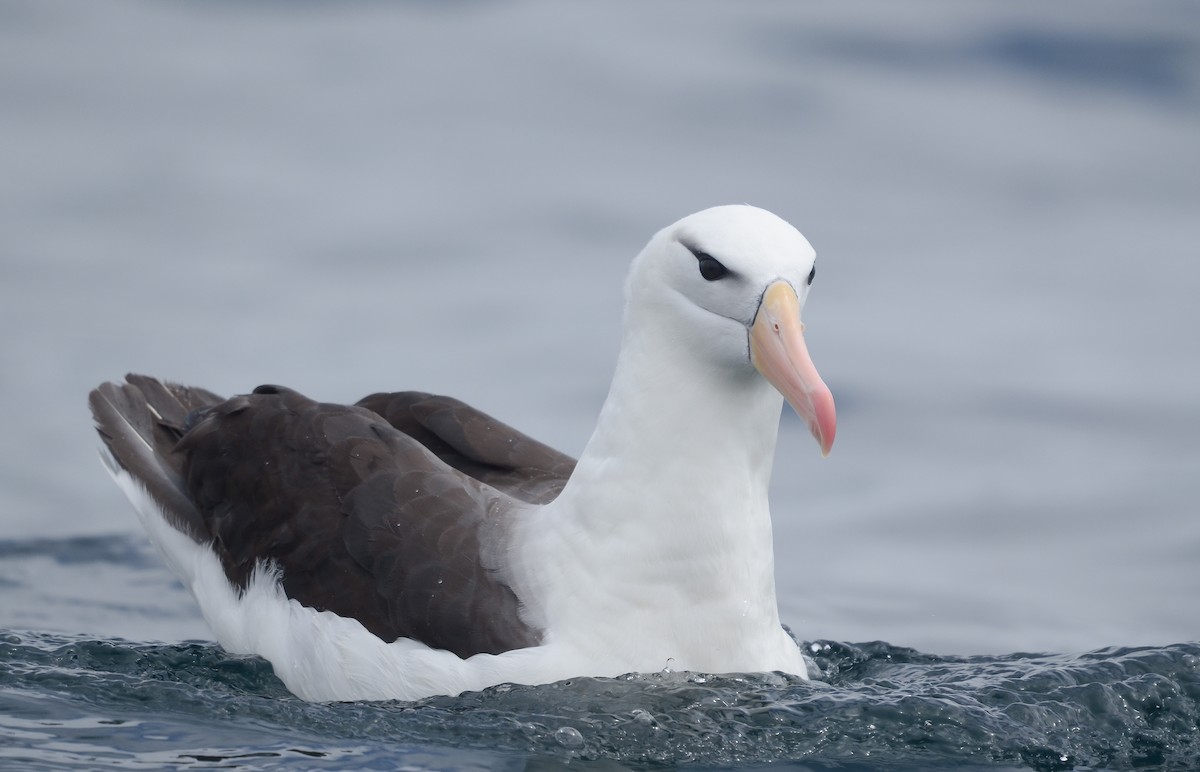 Black-browed Albatross - Pablo Gutiérrez Maier