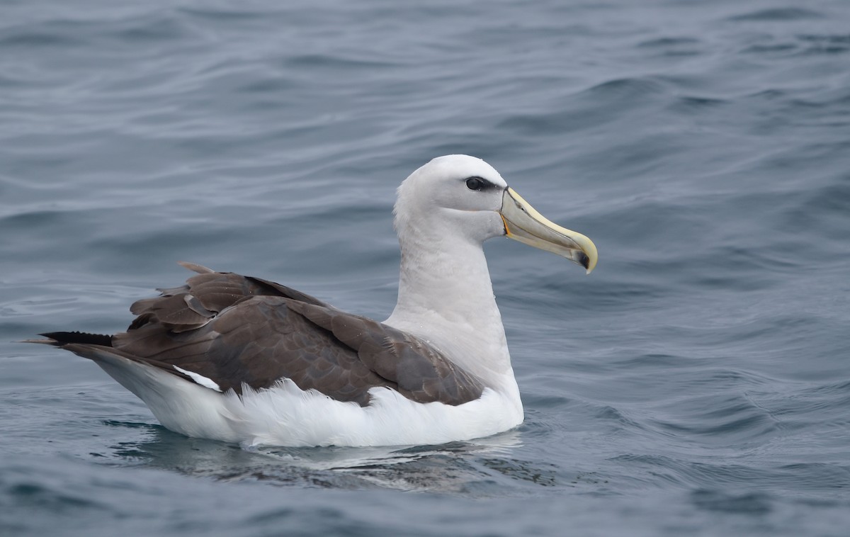albatros snarský - ML616516080