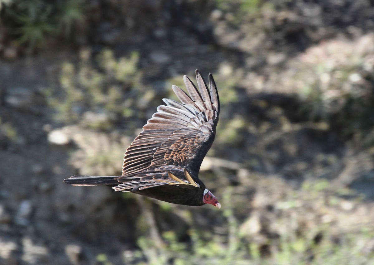 Turkey Vulture (Tropical) - ML616516109