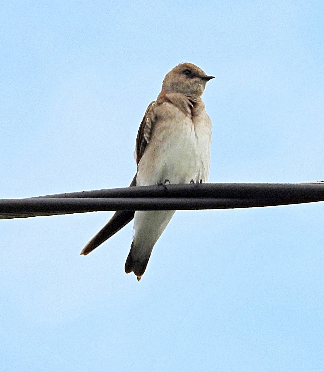 Northern Rough-winged Swallow - ML616516126