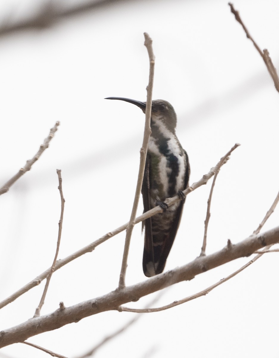 kolibřík panamský - ML616516129