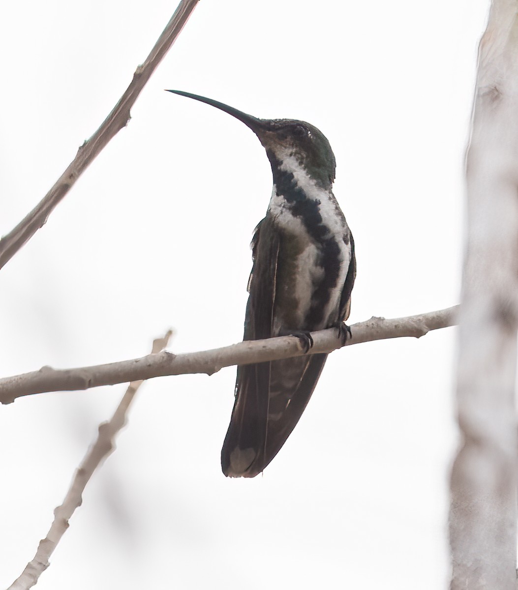 kolibřík panamský - ML616516130