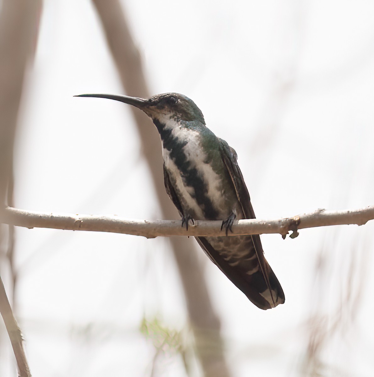 kolibřík panamský - ML616516131
