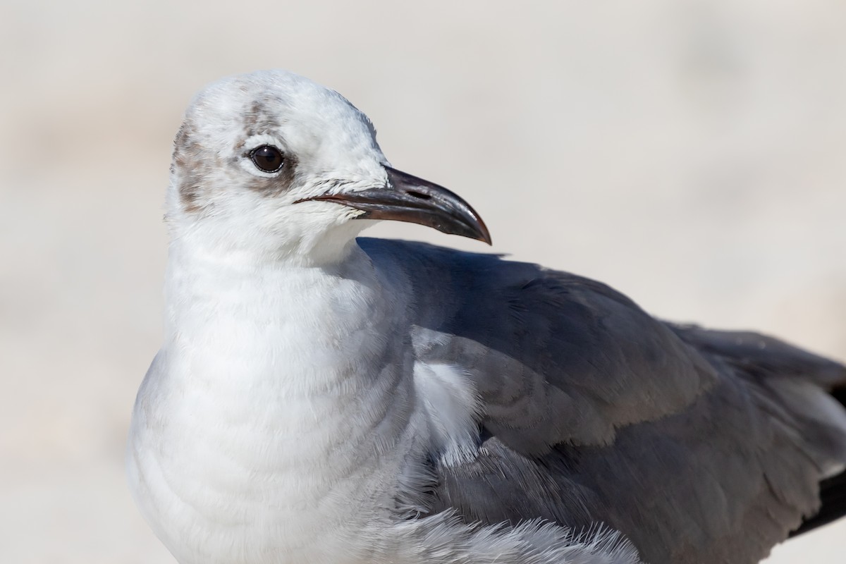 Laughing Gull - Aaron Roberge
