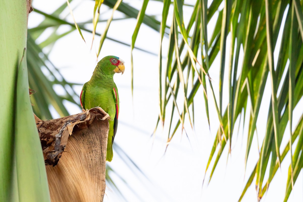 White-fronted Parrot - ML616516271