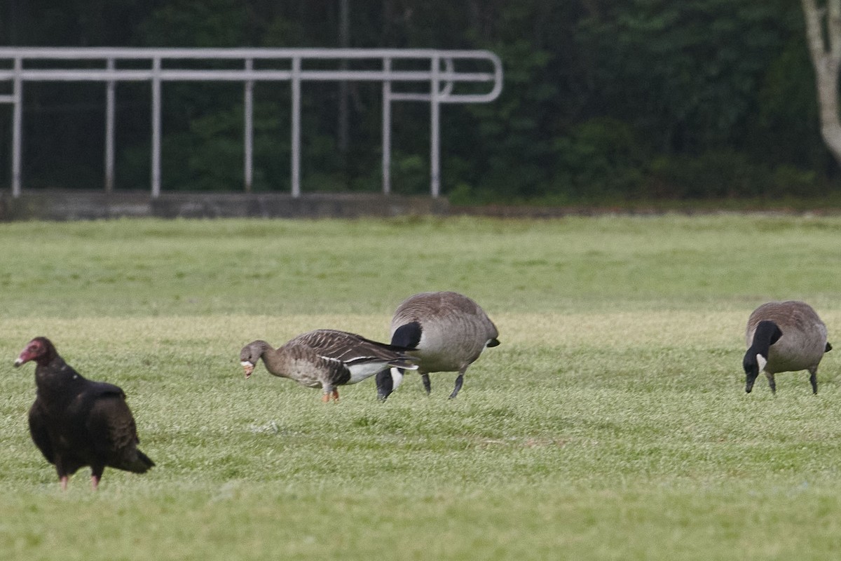 Greater White-fronted Goose - ML616516349