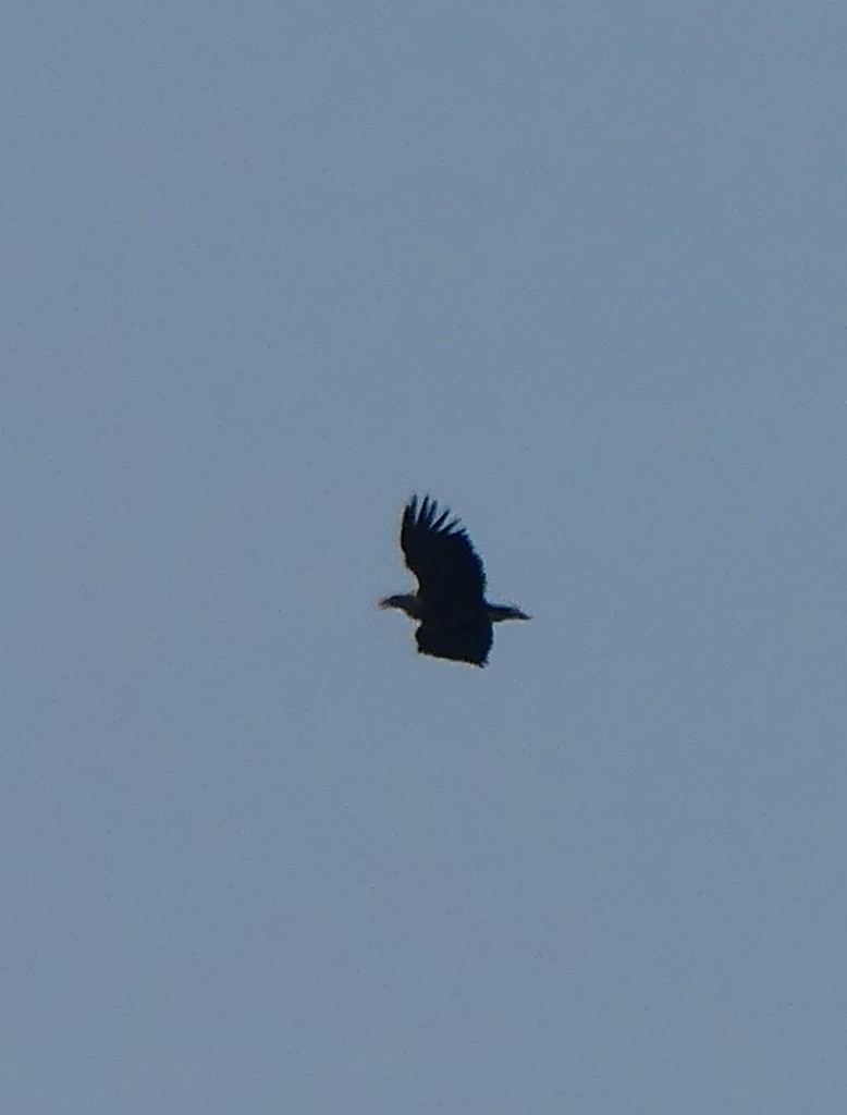 White-tailed Eagle - ML616516488