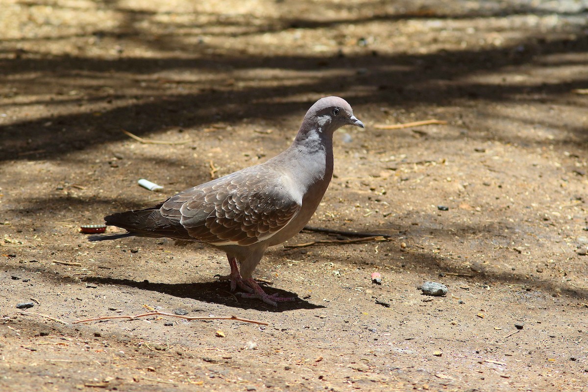 Пятнистый голубь (albipennis) - ML616516641