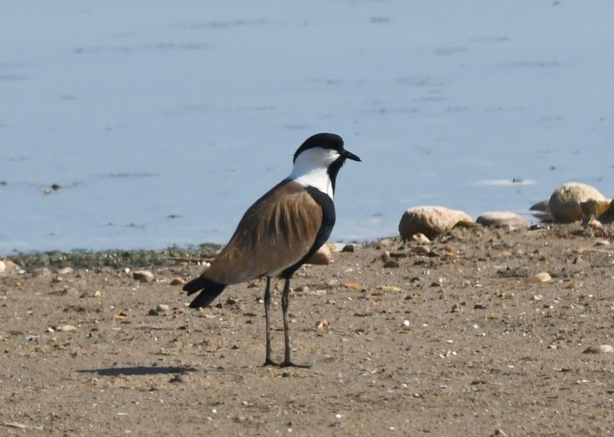 Spur-winged Lapwing - ML616516668