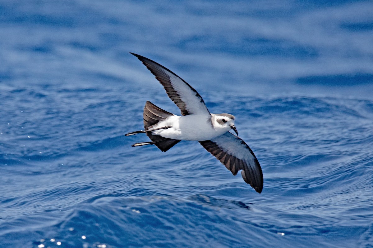 White-faced Storm-Petrel - ML616516715