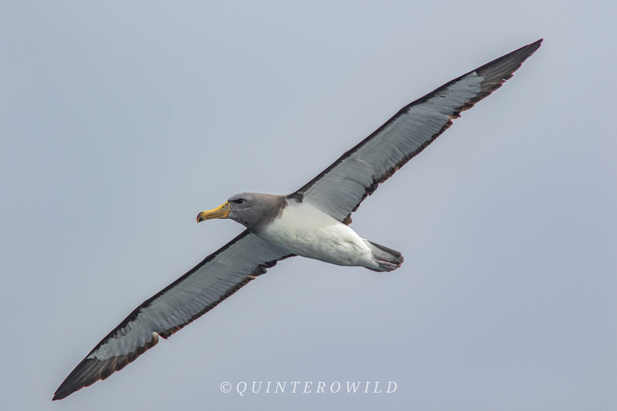 albatros chathamský - ML616516813