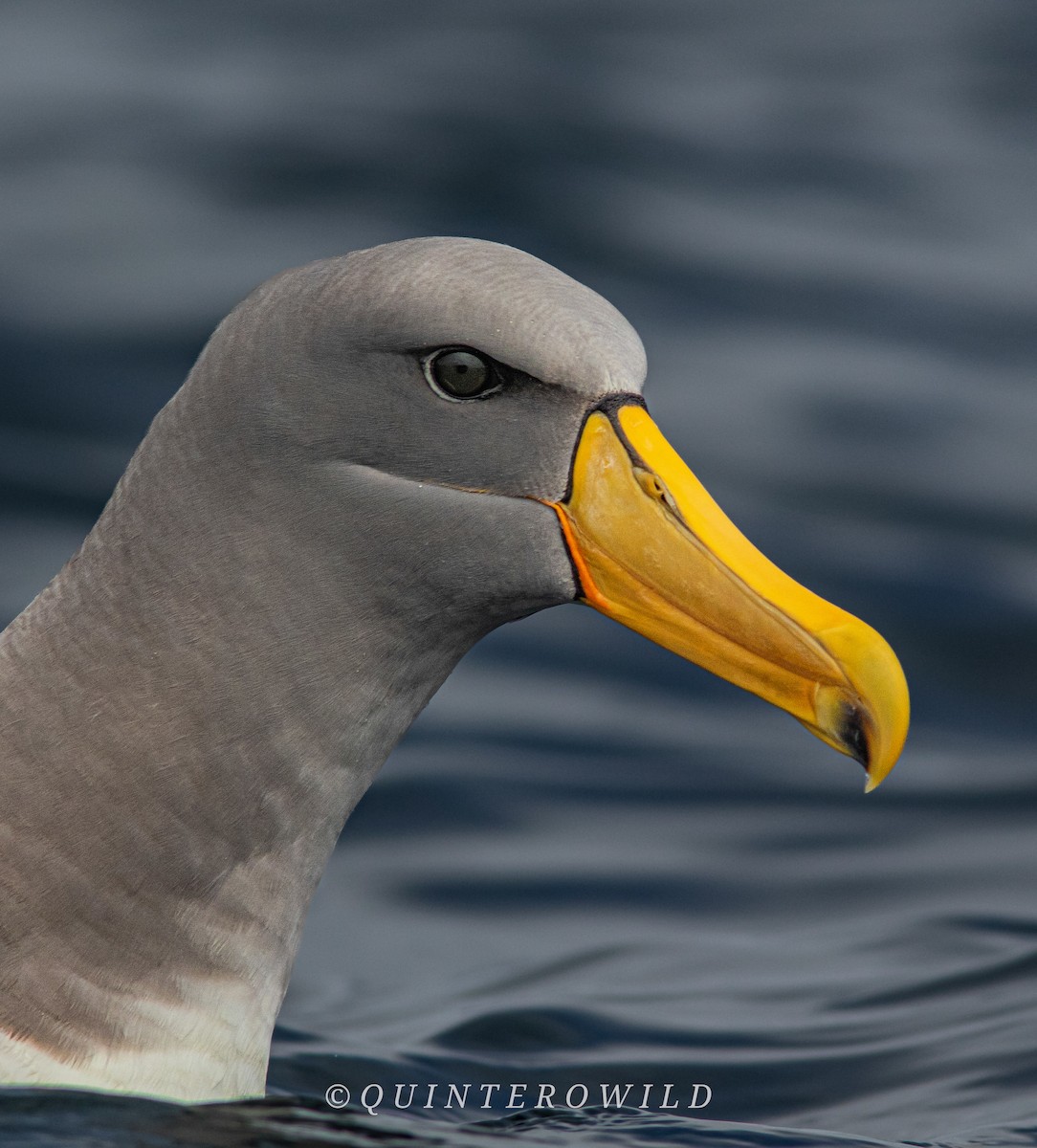 albatros chathamský - ML616516814