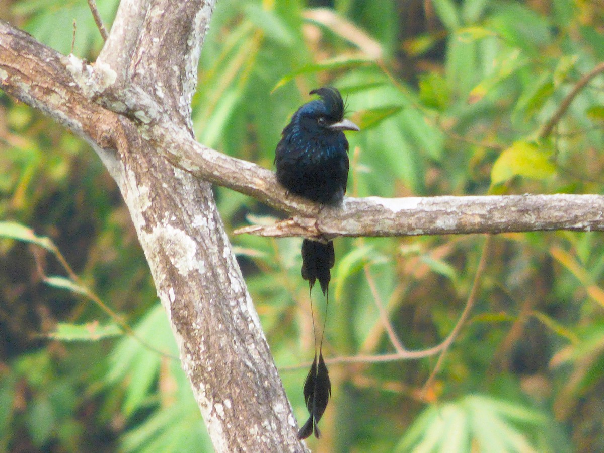 Greater Racket-tailed Drongo - ML616516878