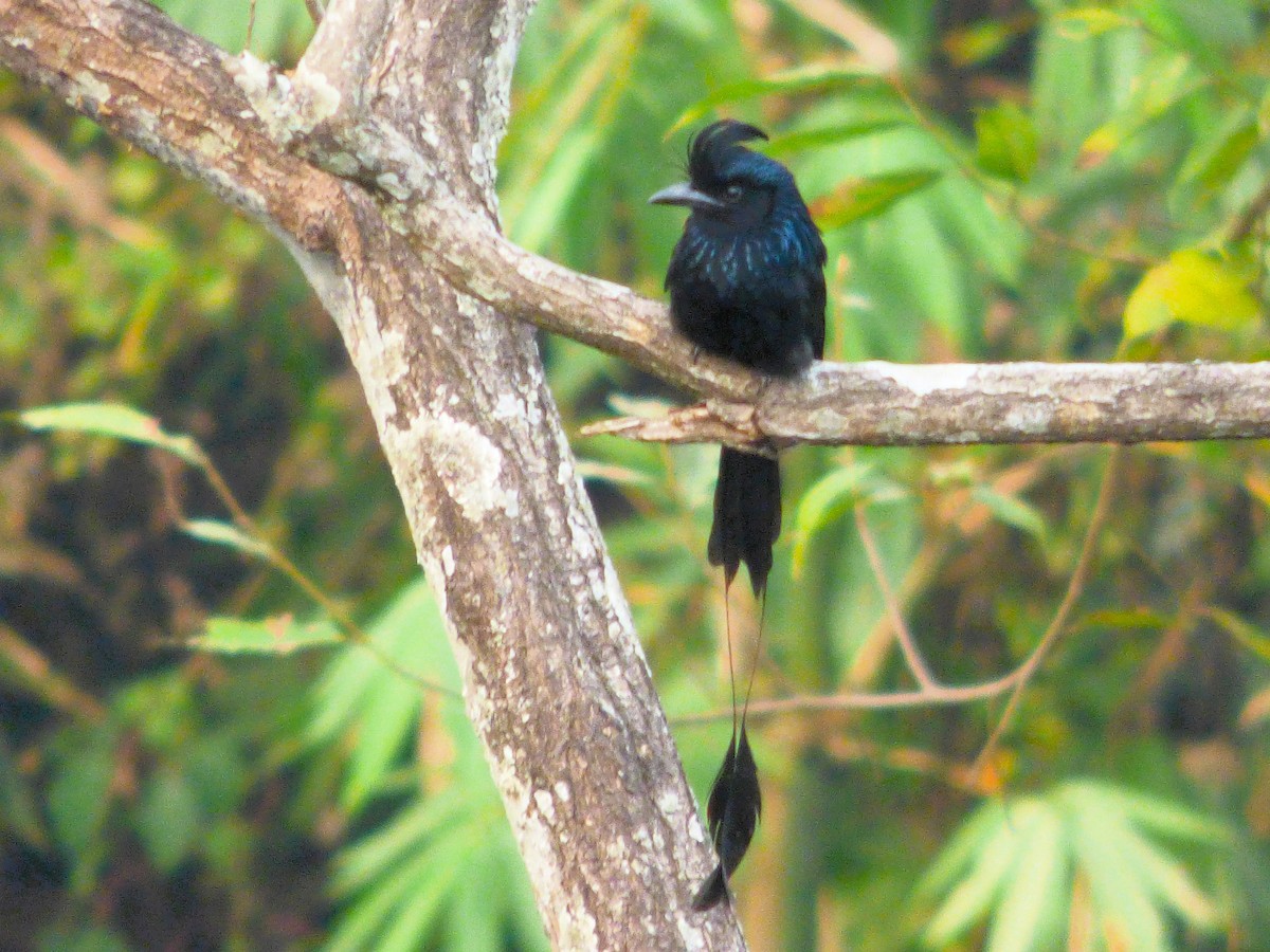 Greater Racket-tailed Drongo - ML616516879