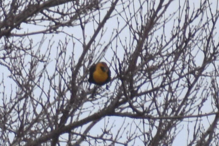 Yellow-headed Blackbird - ML616517009