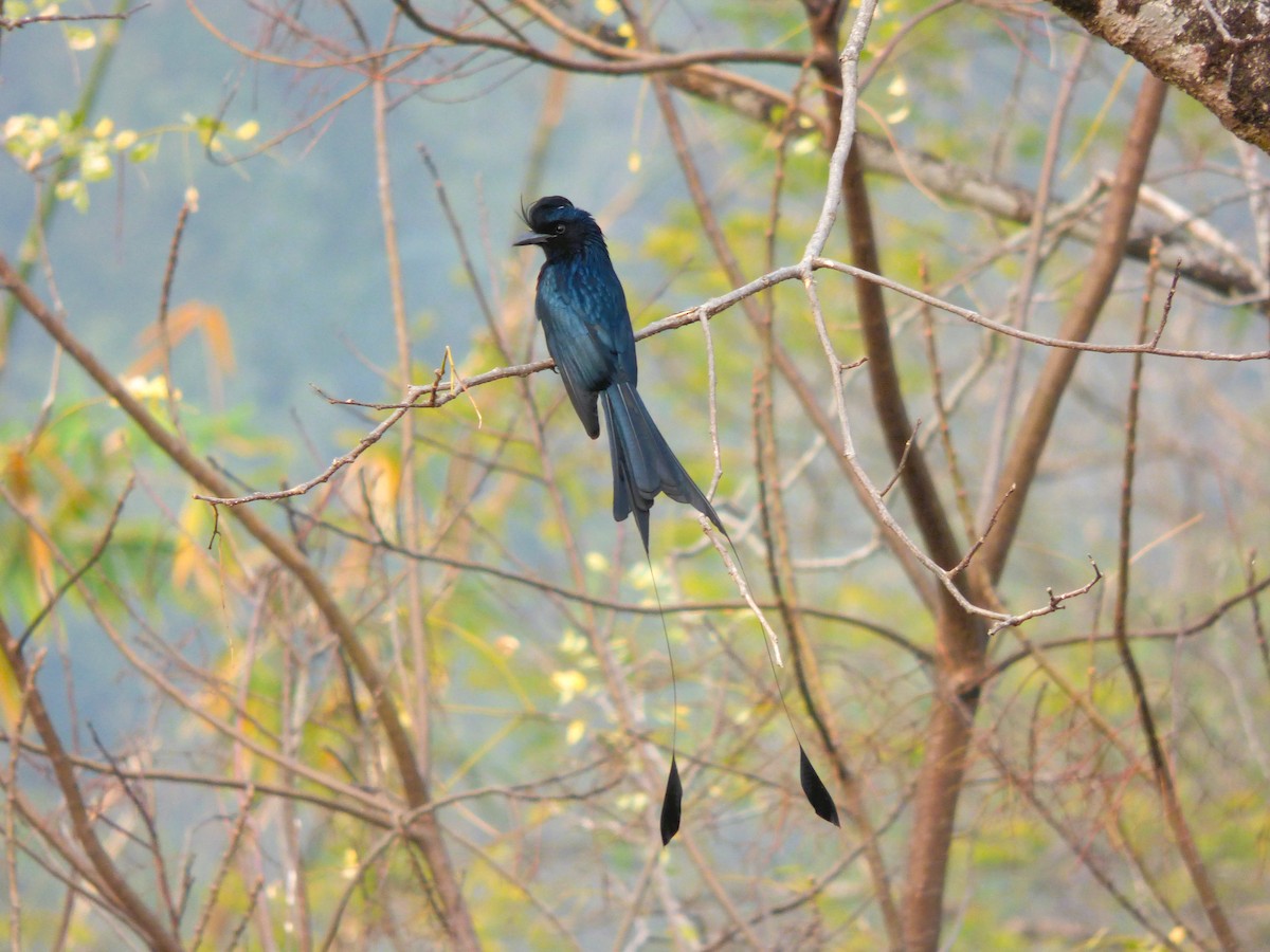 Greater Racket-tailed Drongo - ML616517042