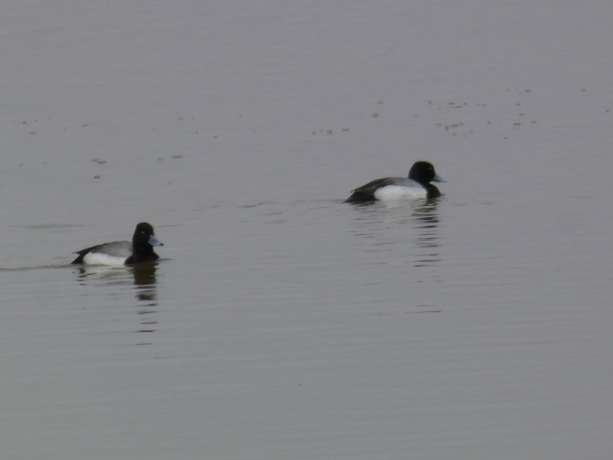 Greater/Lesser Scaup - ML616517396