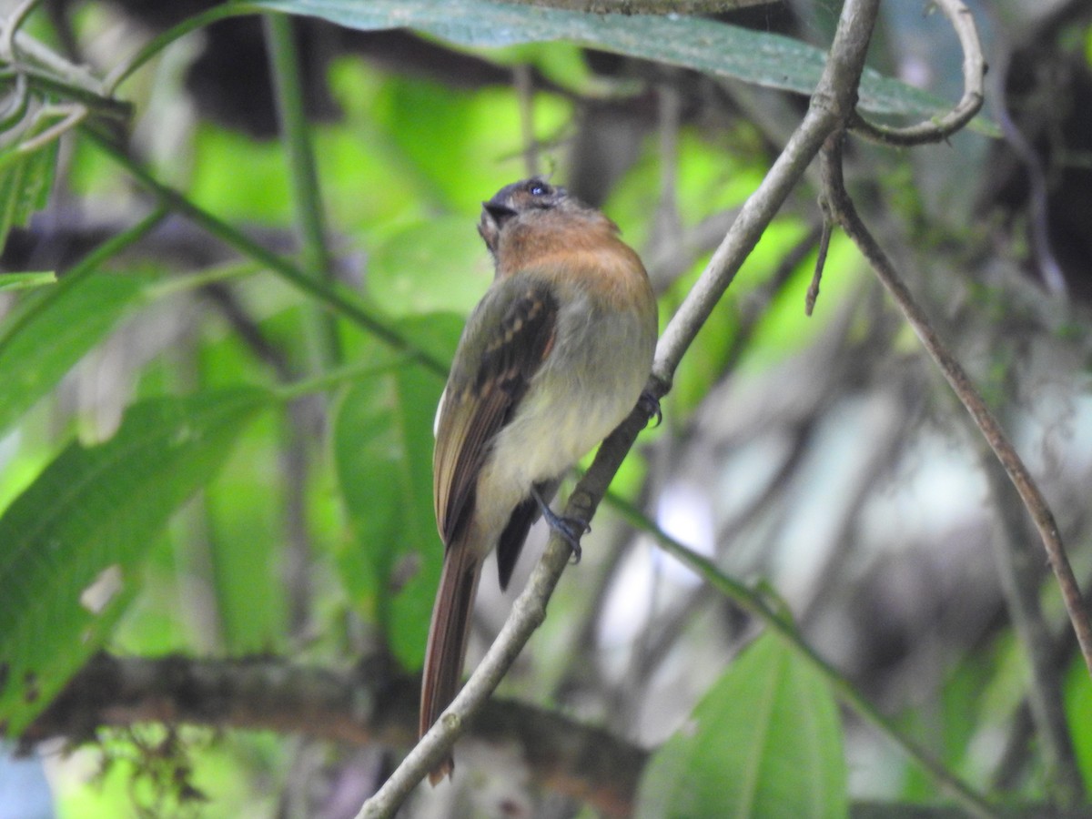 Rufous-breasted Flycatcher - ML616517510