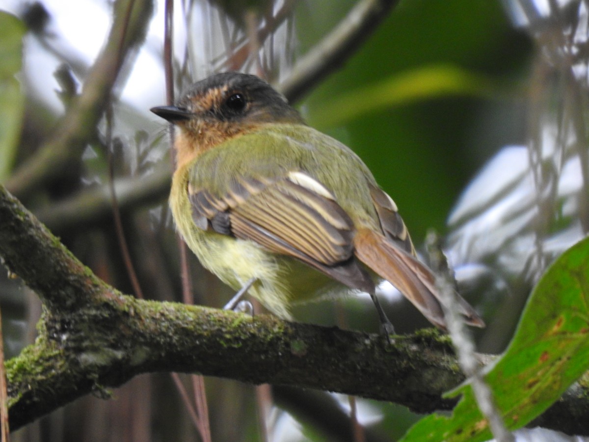 Rufous-breasted Flycatcher - ML616517513