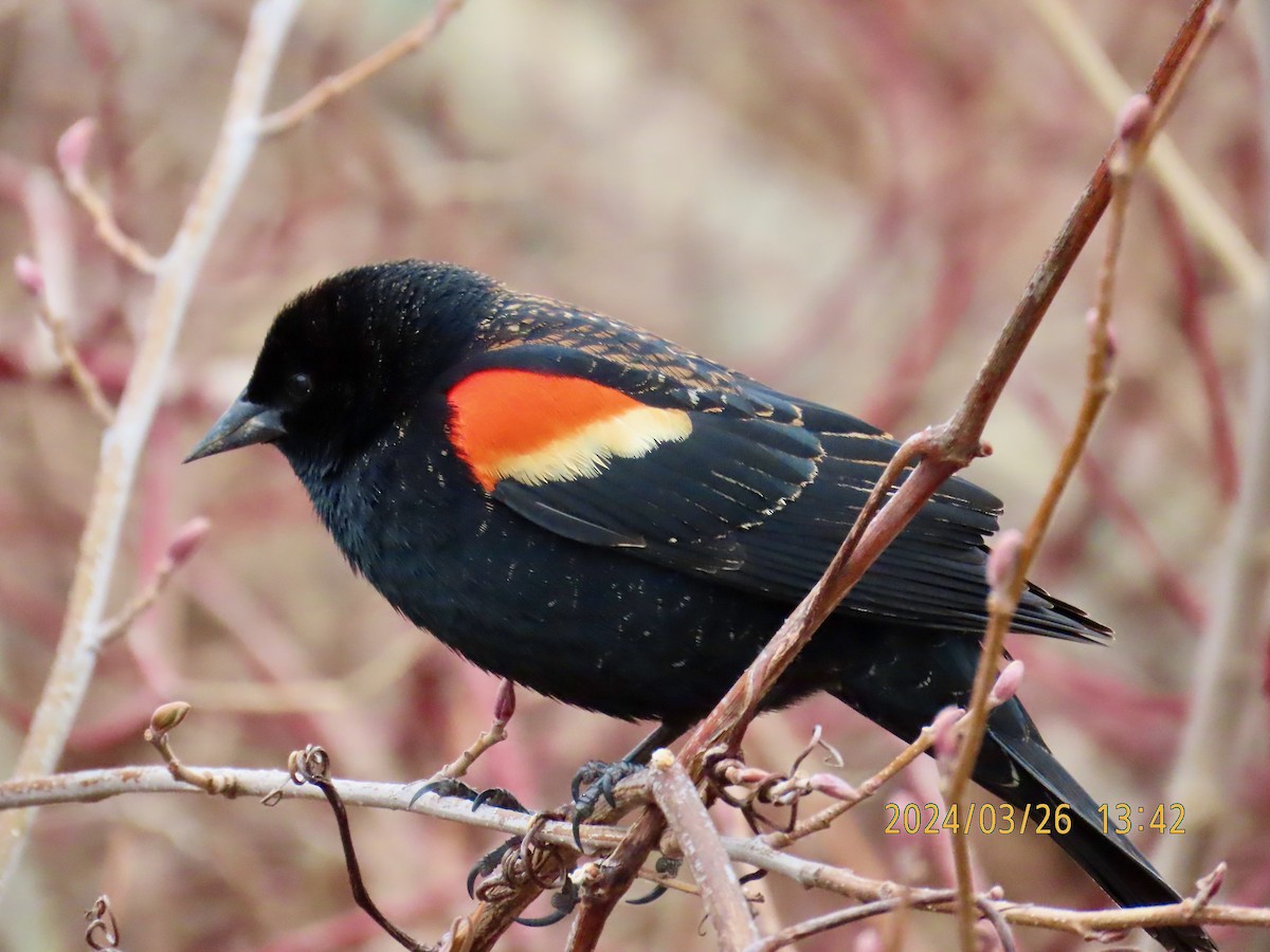 Red-winged Blackbird - Kevin Shackleton