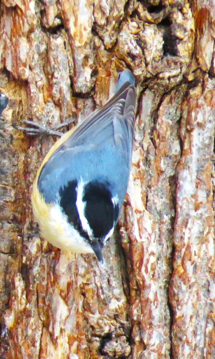 Red-breasted Nuthatch - ML616517564