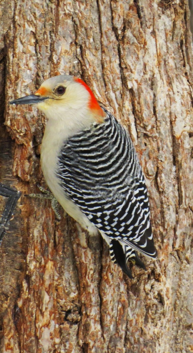 Red-bellied Woodpecker - pamela hoyland