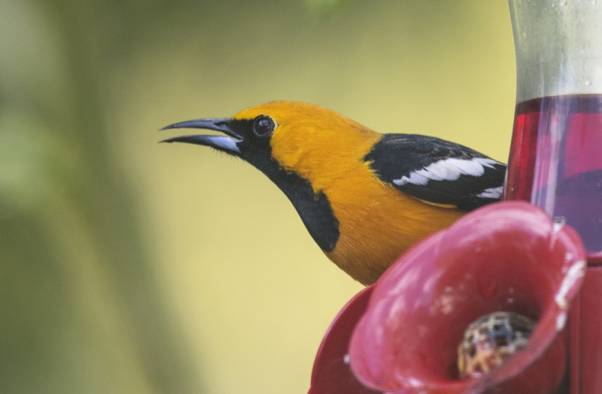 Hooded Oriole - Jerry Ting